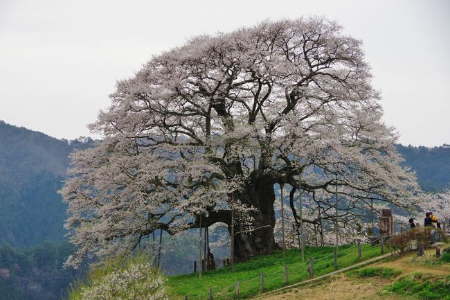 2011年に初めて見た醍醐櫻に感動して、2013年に2回目、そして今年3回目の醍醐櫻に会いに行ってきました。<br />生憎の曇り空でしたが今年は花の付きが良いとの事で、見応えのある醍醐櫻でした。<br /><br />近くにある岩井畝の大櫻、そしてカタクリの群生地へも。<br /><br />ちょっと足を延ばして湯郷温泉に浸かり、津山城址（鶴山公園）の櫻も見て、今年最後の花見が終わりました。