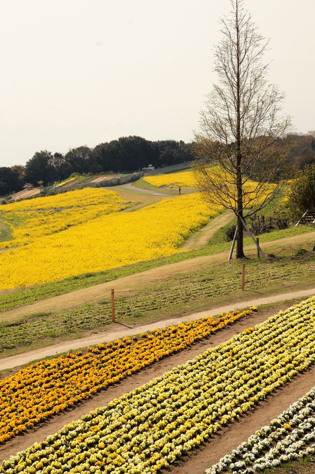 ３月１８日から５月１４日まで花の島・淡路では「淡路花祭２０１７春」が開催中であわじ花さじきと国立明石海峡公園と巡ってきました。<br />先ずはあわじ花さじきへ。<br />「兵庫県立淡路花さじき」では１００万本の菜の花が咲き揃い、まるで黄色いジュウタンを敷き詰めたようになっていた。<br />菜の花の間にはムラサキハナナやリトリナ（姫金魚草）も満開で彩りを添えていた。