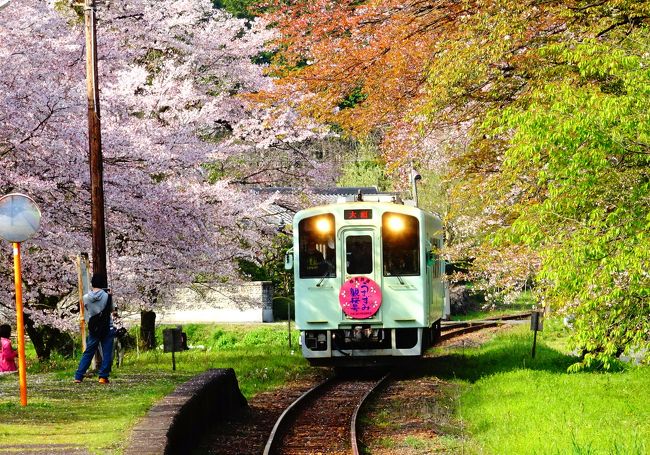 ホントは，去年感動した『三春の滝桜』を観に行こうと思ったら，まだ咲いてなかったので，「それじゃぁ，日本三大桜の二つは観たから，最後の一つを観に行ってみよう！」と，東京からはるばる？岐阜へお花見に出かけました<br /><br />第三セクターの樽見鉄道がとっても印象的でした（詳しくは後ほど）<br /><br />【日本三大桜の旅行記】<br />福島県・三春の滝桜→http://4travel.jp/travelogue/11122398<br />山梨県・実相寺の山高神代桜→http://4travel.jp/travelogue/11118969<br /><br />【参考HP】<br />※岐阜県本須市HP「根尾谷淡墨ザクラ」特設ページがあります→http://www.city.motosu.lg.jp/<br />※西国第三十三番満願霊場『谷汲山 華厳寺』→http://www.kegonji.or.jp/<br />※樽見鉄道→http://tarumi-railway.com/<br /><br />【２０１７年４月の３週連続花見旅】<br />◇１週目…奈良県・飛鳥と『吉野千本桜』→http://4travel.jp/travelogue/11231799<br />◆２週目…岐阜県・『華厳寺』と『根尾谷の淡墨桜』→http://4travel.jp/travelogue/11233364<br />◇３週目…青森県・青森市内『桜川団地』→http://4travel.jp/travelogue/11235328<br />青森県・弘前市，黒石市『弘前城のライトアップ』→http://4travel.jp/travelogue/11235566<br />青森県・弘前市『弘前さくらまつり』→http://4travel.jp/travelogue/11235567