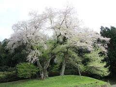 阿波徳島の一本桜樹齢４００年吉良の江戸彼岸桜と初逢瀬の後雨乞いの瀧初訪問