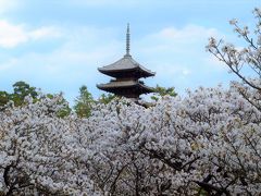 【京都・岡崎＆仁和寺】満開の御室桜と「漢字三千年展」をぶらぶら春散歩