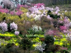 「福島に桃源郷あり」の花見山、飯坂温泉に宿泊。