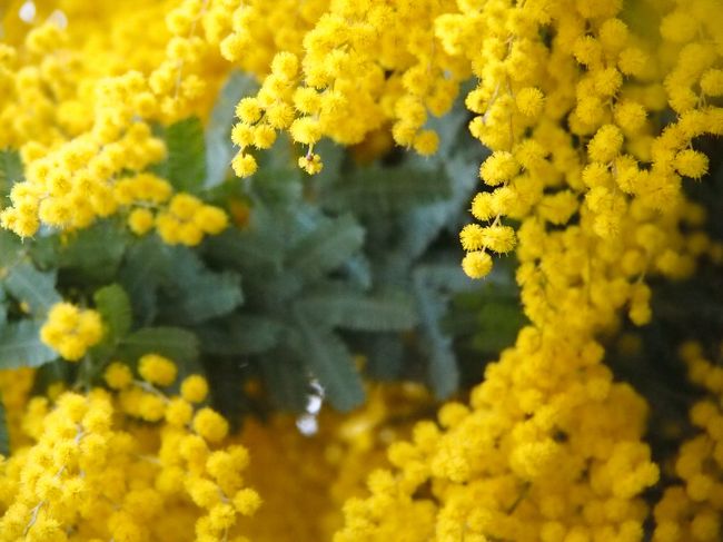 ご近所の桜　②　※榴岡（つつじがおか）公園のしだれ桜※