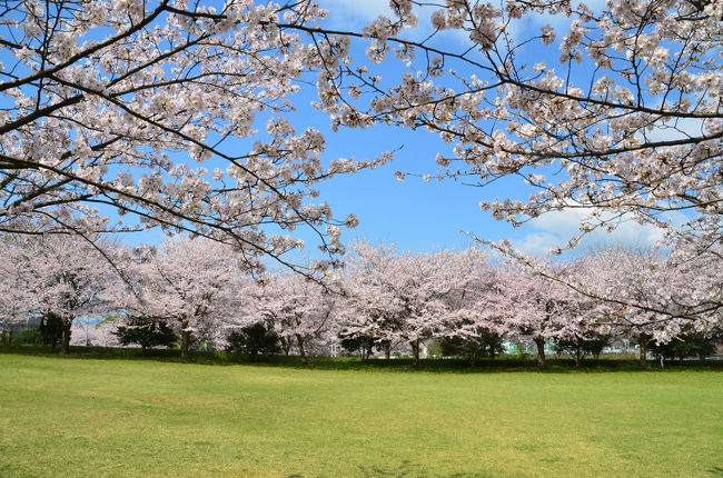 少し時間が空いたので、広見公園を散歩しながら桜を見てきました。<br /><br />★富士市役所のHPです。<br />http://www.city.fuji.shizuoka.jp/<br /><br />★富士山かぐや姫ミュージアムのHPです。<br />http://museum.city.fuji.shizuoka.jp/index.php#6