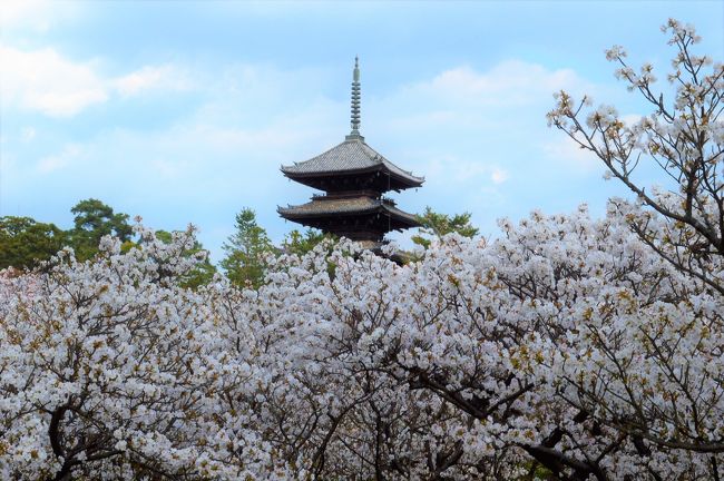 久しぶりの晴天の日曜日。<br />今年の桜の見納めに京都へ出かけました。<br />岡崎の京都市美術館別館で開催中の<br />「漢字三千年展」を先にチェックし、<br />市西部の御室に移動。<br />仁和寺の御室桜が満開で迎えてくれました。<br /><br />漢字三千年展は今後の中国旅の予習にも！<br /><br />京都へすぐに行けるのが関西在住の良さと思うけど、<br />仁和寺は初めて。<br />足早に過ぎる今年の桜と春を満喫しました！<br />