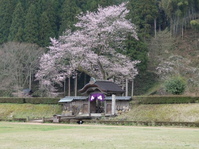桜の季節に福井市の一乗谷朝倉氏遺跡へ行って来ました。