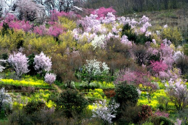 桜を基準にすると花見山の見頃にはまだ少々早いようですが、桜が満開になる前の方が花見山の良さがあるとかも見かけたりもする。<br /><br />行ってみると山は色とりどり、<br /><br />充分見頃に思えます。<br /><br />飯坂温泉に宿を取り一泊旅行。