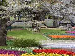 昭和記念公園　菜の花と桜、チューリップ花の競演　　2017春