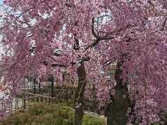 巡礼街道  お花見散歩