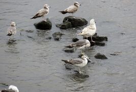 2017春、静岡県の桜(1/13)：沼津港(1/3)：狩野川河口でのバードウォッチング、鴨、鴎