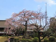 浅草・上野でお花見　2017年4月