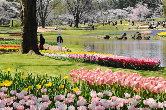 ・昭和記念公園のチュウリップが見頃を迎えたと聞き出かけてきた。<br />・東京駅0805発青梅行きで西立川まで直行　0905到着　西立川口の外ゲートが0910開く<br />・開門まで時間があったので、駐車場の桜を撮る。<br />・0930時間通り開門（入園料：シルバー210円　一般410円　小・中学生80円）<br />・開門と同時に、すべての人がチュウリップの咲いている渓流広場を目指す。<br />　桜の開花が遅れたことから、まだ桜を見ることができた。<br />・暇に任せて正午まで撮る。<br /><br />・いつもの、写真中心の旅行記です。<br />