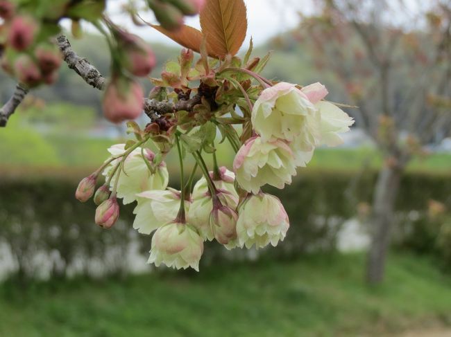 吉野桜が散り始めたので、小野市のユピカという温泉の近くの八重桜を見に行くことにした。<br />加古川を上流に向かって走っていると万才橋の手前の対岸に桜並木が見える。<br />万才橋を渡ると見事にいろんな種類の桜が咲いている。<br />品種によって、咲く時期が早い・遅いがあるようなので、4月中ならいつ来ても、十分に楽しめるのではないか。<br />ＪＲ加古川線の市場駅のすぐ近くだ。