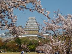 桜の満開は過ぎたけれど姫路城はきれいです