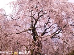 ★　桜桜桜　★