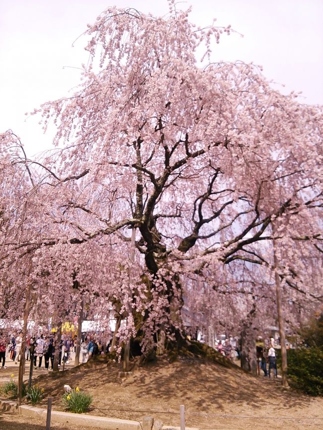１泊で桜だけを見るツアー♪<br /><br />１日目は長野へ、お宿は早太郎温泉よ。<br /><br /><br /><br />