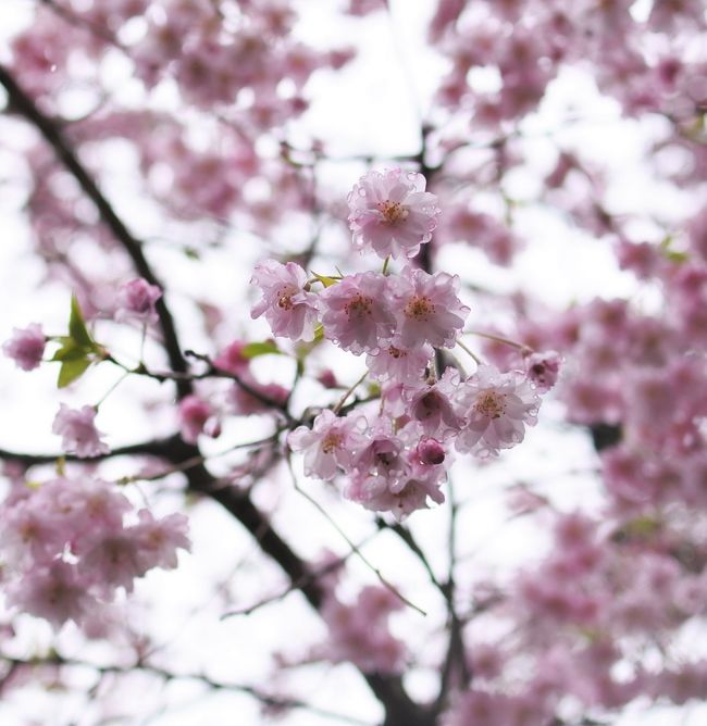 富士屋ホテルの庭園を散歩する。桜はややピークを過ぎていたが、ボケとミツバツツジが綺麗に咲いていた。
