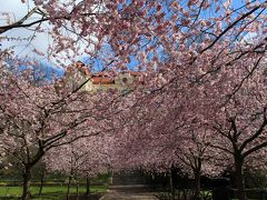 ヨーテボリの桜　Seminarieparken