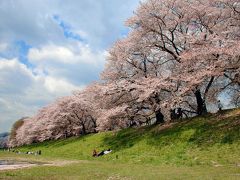 八幡桜風情５～八幡桜まつり後に満開の背割堤桜並木