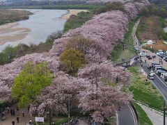 京都の人気桜スポット背割り堤はやっぱり凄かった！