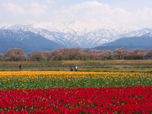 富山旅01 朝日町舟川べりの桜 春の四重奏 