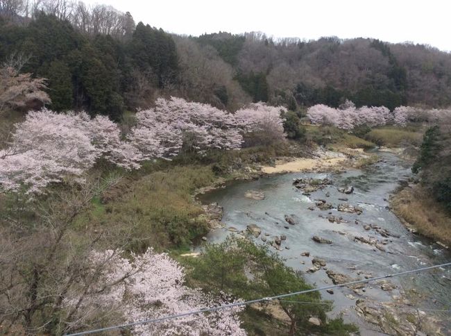 　今年は桜が遅い。3月が寒い日が多かったせいだろう。<br />　そして、京都や奈良に見過ごされがちだけど、歴史は結構古い伊賀地方には、城にも寺社仏閣にも<br />学校や役所や、渓流の土手から、まあそこかしこに桜が植えられているのである。<br />　東京のように場所取りなどしなくても、適当に景色の良い場所で気軽に花見ができるのである。<br />わずか１週間の間に見るソメイヨシノ。まあ夜になれば都市部と違ってグッと冷え込むだけあってか<br />ソメイヨシノも満開状態で3日は持つ。<br /><br />　今これを読んでいる方、多分4月25日くらいまではキャンプ地奥のシダレサクラや八重桜などで桜は楽しめると思いますよ。<br /><br />　というわけでこの日は母の運転で岩倉峡。<br />　途中までバスはあるが、ここまで行くにはさらに歩くか、まあほとんどの人が自家用車で<br />やってくる。この日は平日の夕方。なぜか、男性の一人乗りで駐車場に車を停めて、車の中から<br />ぼんやり眺めている人が何人もいた。<br /><br />　ダイエットをそろそろ行うべき私は当然車を降りて、山道を上がって、つり橋に上がりましたよ！<br />つり橋の上から見下ろす岩倉峡は。。。。さ、寒い。。。<br /><br />　５分もいられず、さっさと斜面を降りてキャンプ地の方に行き、桜尻目に奥の集落の方の土手で<br />つくしを採りました。つくしは袴を取って、沸騰してる鍋に３分にてアク抜きして味付けします。<br />私はパスタの素をさっと混ぜる「つくしペペロンチーノ」が好きです。<br />