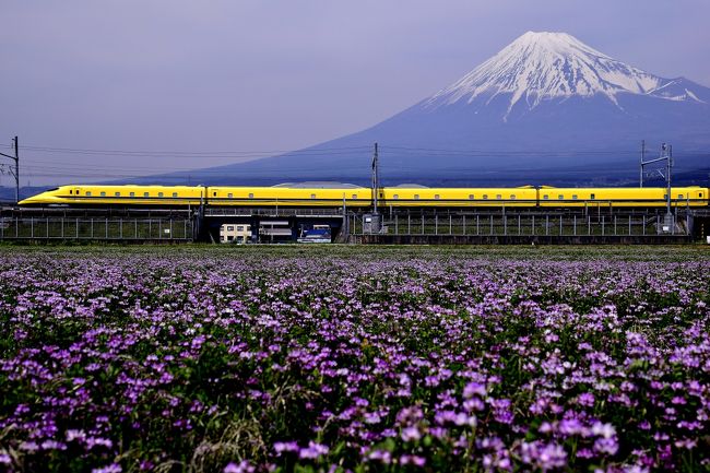富士山の下に咲き広がる蓮華草の絨毯を見に、「富士山れんげまつり」に訪れてみました。