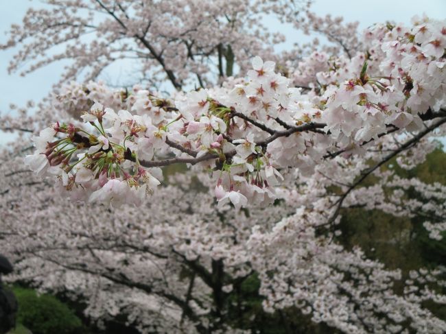 今日は、お花見本番。<br /><br />天気はあいにくでしたが、早起きして、インクラインを散策後、<br /><br />京都モダンテラスにて朝食、<br /><br />円山公園までぶらぶらお散歩、<br /><br />高島屋で食料品をお買いものして、<br /><br />自宅に帰ってきました。<br /><br /><br />早いうちに雨が上がったので、<br /><br />京都の桜、満喫できました^^<br /><br /><br />写真は、蹴上インクラインの桜。<br /><br />Photo by 氷宇治金時夫<br />