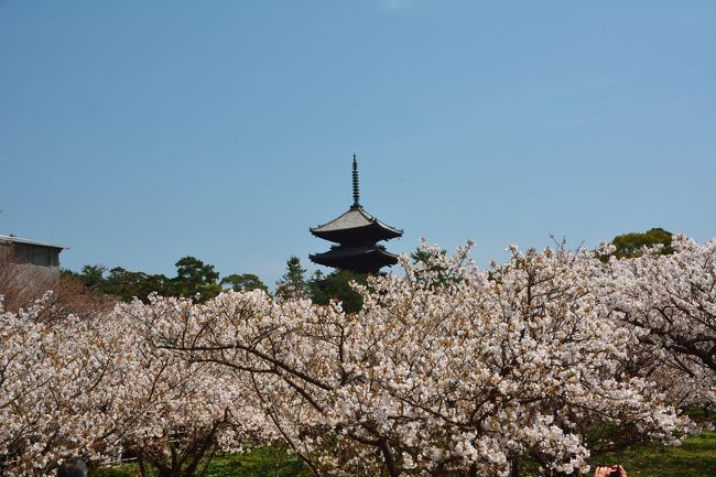 今年はなかなか花見に行く機会なかったんですが、何とか念願の仁和寺・おむろ桜で花見ができました。<br />天候にも恵まれ暑いくらいの晴天でした。