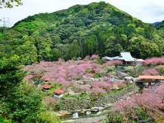 一心寺の八重桜2017