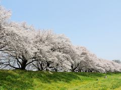 満開の桜のトンネル　「背割堤の桜」