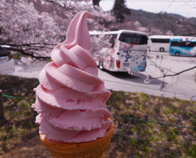１泊２日のお花見バスツアー♪　２日目は長野から山梨へ。<br /><br />バスは早太郎温泉を８時に出発！　<br /><br />２日間ともお天気に恵まれ、気温もぐんぐん上昇、一気に開花！　<br />満開の桜が見られました～～♪<br /><br />桜ソフト食べなくちゃ♪