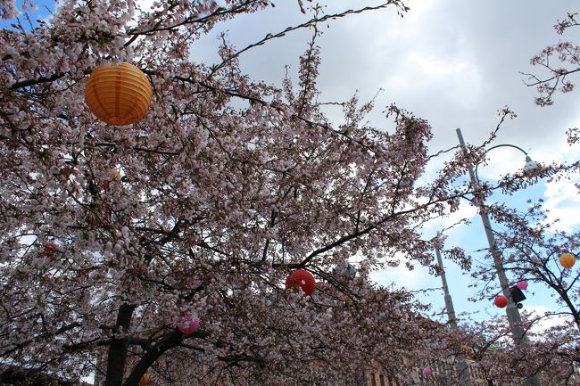 ヨーテボリの桜と言えば、Järntorget。<br />こちらの見頃はまだ先の様子。