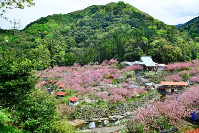今年の桜は、山桜、染井吉野、八重桜が一気に開花し、見る方も息がつけません。<br /> そんななか、九州最多と言われる一心寺の八重桜を見に出かけました。
