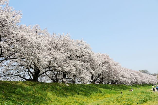 淀川河川公園は大阪府と京都にまたがる国営公園<br /><br />その景観保全地区とされる京都府八幡市にある[背割堤]が桜の名所になっています。<br /><br />背割の桜、名前だけは知ってました。<br />一度行ってみたいなと思っていたところ、京都在住のお仲間jyugonさんがご一緒してくださることになりました。<br /><br /><br />