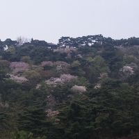 花に囲まれて　（ソウル、清平）