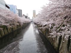 目黒川のお花見