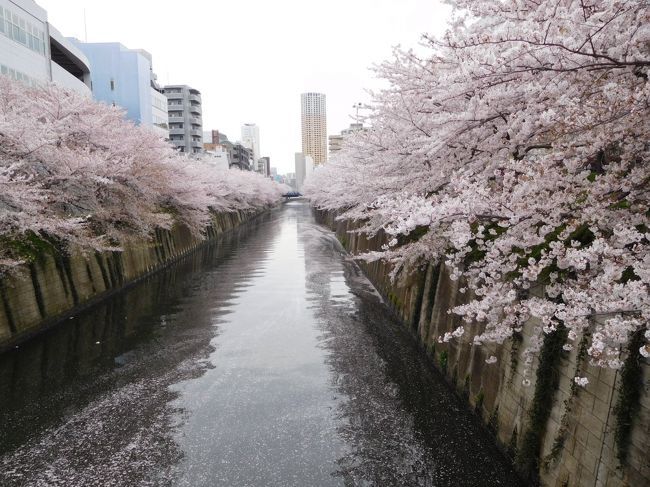 上京の機会に、目黒川の桜を初めて訪ねました。JR目黒駅から行人坂を下ると、雅叙園。ここから、川に沿って、中目黒駅まで歩きました。両岸が静かな散策歩道になっていて、桜の木も大木が多く、良く保存されたものと感心しました。距離：2.3km。所要時間：1hrでした。