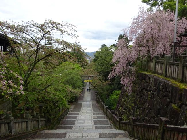 名残の桜を見ながら、香川県と愛媛県を巡るドライブ旅行。愛媛といえば道後温泉ぐらいしか行っていなかったので、今回は内子や宇和島、佐田岬、そして前回道路工事の為行くことが出来なかったマイントピアの東平へ。香川県では、大学のときに行ったきりの琴平や五色台、そして善通寺に行くことにしました。中一日が雨でしたが、前後はいい天気にめぐまれ、楽しい旅となりました。<br />4/16　しまなみ海道街道から内子、宇和島まで。泊りは八幡浜。<br />4/17　大雨。佐多岬に行きましたが、霧の中を走った幻想的なドライブ。気を取り直して、琴平へ。泊りは五色台。<br />4/18　いい天気。善通寺で心を清めてから、マイントピアの東平へ。<br /><br />金毘羅　雨のお陰で静かなお参りが出来ました。