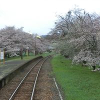 2017年日本縦断めし旅（1４）　めしより桜　薄墨桜は開花前