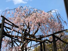 八幡桜風情８～八幡石清水八幡宮の枝垂れ桜