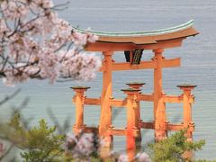 宮島&錦帯橋 羽田から日帰りお花見弾丸ツアー　　～桜を求めて歩きまわった宮島～