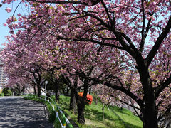 観光地でも公園でもありません　　赤羽台団地の道に咲く八重桜の華やかさ