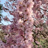 2017年春の京都、桜は遅かったけど楽しめました（法金剛院、左野藤右衛門邸）