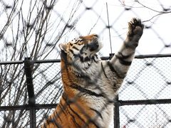 桜開花前の春の秋田レッサーパンダ遠征（３）王者の森の猛獣たち＆大型動物編：アムールトラとオオカミのまんまタイム見学！～大森山動物園が繁殖に取り組む絶滅危惧種のイヌワシも忘れずに