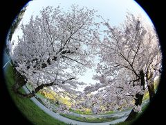 登り尾　と近所の桜