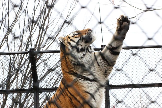 大森山動物園は、王者の森の猛獣たちも魅力的です!<br />アムールトラやシンリンオオカミもまんまタイムがあるのでぜひ見たいと思っていました。<br />でも、レッサーパンダの午前中のまんまタイムが終わってから、すぐに移動しないと間に合いません。<br />まんまタイムの飼育員さんのトークはたいてい10分程度で終わりますが、その後は屋内のレッサーパンダのおやつタイムになるし、おやつの後なのでレッサーパンダたちも主食の笹を食べたり、と見どころは10分では終わりません。<br />なので、これまでは猛獣たちのまんまタイムはあきらめていました。<br />でも、今回は大森山動物園訪問も通算3度目!<br />なんとかアムールトラとシンリンオオカミのまんまタイムを見学することができました。<br /><br />園全体が思ったより空いていても、まんまタイムのようなイベントのときは人が集まるので混雑します。<br />それに相手は猛獣ですから、がっしりした檻の中にいるし、ガラス張りのところは、写真に撮ろうとすると映り込みは避けられません。<br />そして、猛獣たちがエサを食べるのは、たいてい一瞬です。<br />肉食の猛獣たちは、レッサーパンダたちがリンゴを食べるときのように、ぺろぺろ噛み噛みしながら食べるのではなく、エサに飛びつくときは敏捷さが勝負で、骨のない肉なら丸呑みしてしまうからです。<br />だから、その様子を見学できるだけでも良しとしよう、写真はうまく撮れなくてもしょうがないだろう、と期待しすぎないようにしていました。<br />とはいえ、やはり期待してしまうものです。<br />でも、今回は、常連さんと思える方が、まんまタイムのときに写真が撮りやすそうな位置で待機しているのに気付きました。<br />なので、初めてでどのように給餌されるか分からなかった私でも、常連さんのそばで待機することで、思ったより良いポジションで撮影ができたと思います。<br />見やすいポジションと写真を撮りやすいポジションはやはり違いました。<br /><br />成長したやんちゃ盛りのレッサーパンダの子どもたちに再会したくて、5ヶ月ぶりに訪れた今回の大森山動物園。<br />子どもたちが屋外展示場で見やすく、写真が撮りやすいところにいて、2度のまんまタイムでも母子が主役でしたから、前回よりも短い時間でたくさん見学・撮影ができました。<br />それに、前回訪問時と違って雨にはほとんど降られずにすんだので、園内も移動しやすかったです。<br />おかげで、レッサーパンダ以外の動物たちの写真も思ったより撮る機会がありました。<br />その写真は2つの旅行記に分けましたが、こちらの旅行記は、王者の森の猛獣たちや、キリンやゾウ、カリフォルニアアシカといった比較的大型な動物でまとめました。<br />それから、猛禽類。<br />大森山動物園が絶滅危惧種のイヌワシの繁殖に取り組んでいることは、前回見学後にNHK「ダーウィンが来た」で知り、見学し損ねたのを残念に思ったので、今回は見逃さないようにしました。<br /><br /><成長した子パンダに会いたくて、試練を乗り越えた大森山動物園5ヶ月ぶりの再訪の旅行記のシリーズ構成><br />□(1)自宅から片道約5時間かけて秋田入り&再びドーミーインホテルに前泊&駅弁グルメとおみやげ編~鳥インフルエンザの試練を乗り越えた森山動物園と園内動物アートめぐり<br />□(2)レッサーパンダ特集:双子の子パンダ・ケンタくんと小百合ちゃん元気一杯!~ユウタじいちゃんとゆりママの3世代展示&毛並みが乱れてケモノのようだったケンシンくん<br />■(3)王者の森の猛獣たち&大型動物編:アムールトラとオオカミのまんまタイム見学!~大森山動物園が繁殖に取り組む絶滅危惧種のイヌワシも忘れずに<br />□(4)癒やしの小型動物&ふれあいコーナー編:大森山動物園応援企画のカピバラ湯っこ&カワウソのわらびちゃん&笑いを誘う日向ぼっこワオギツネザルに赤ちゃん仲間入り<br /><br />大森山動物園の公式サイト<br />http://www.city.akita.akita.jp/city/in/zoo/default.htm<br /><br /><タイムメモ><br />【2017年4月8日(土)】<br />17:00頃 自宅を出る<br />18:13 大宮駅着<br />18:46 大宮駅発の新幹線こまち31号に乗車<br />22:07 秋田駅着(実際の到着は22:15頃)<br />22:30頃 こまちの湯ドーミーイン秋田ホテルにチェックイン<br />22:35-22:45 ホテル無料の夜鳴きそばの夜食<br />(提供時間は21:30-23:00なので部屋に入る前に)<br /><br />【2017年4月9日(日)】<br />06:45 起床<br />06:50-07:05 こまちの湯・朝風呂<br />07:40-08:00 ホテルのバイキング朝食<br />(満席だったので着席まで5分待ち)<br />08:15 チェックアウト<br />08:20頃 急ぎ足で秋田駅前バスターミナルに到着<br />08:25 秋田駅発のバスに乗車(500円)<br />09:01 大森山動物園に到着<br />(私1人しか乗客がいなかったので実際は08:58頃到着)<br />(開園は通常期の09:00)<br />09:00 大森山動物園に入園<br />09:10-09:30 レッサーパンダ<br />09:30-09:40 カピバラ<br />09:50-11:10 レッサーパンダ<br />(11:00-11:10 レッサーパンダのまんまタイム)<br />11:15-11:35 アムールトラのヒロシ<br />(11:20-11:30 アムールトラのまんまタイム)<br />11:35-11:40 ピューマ<br />11:40-12:00 シンリンオオカミのシンとジュディ<br />(11:45-11:55 シンリンオオカミのまんまタイム)<br />12:00-12:05 ライオン・猛禽類<br />12:10-12:45 休憩所で写真チェック&森のこまちでランチ休憩<br />12:50-12:55 イヌワシ<br />12:55-13:00 キリンのカンタとリンリン<br />13:00-13:05 アジアゾウ<br />13:05-13:30 中型サル<br />(ワオギツネザルに赤ちゃん)<br />13:30-13:35 フタコブラクダとカラス<br />13:35-13:45 コツメカワウソのわらびちゃん<br />13:50-14:00 カピバラ湯っこ<br />(13:30開始で30分ほど)<br />14:00-15:30 レッサーパンダ<br />(14:15-14:25 レッサーパンダのまんまタイム)<br />15:30-15:35 ふれあいコーナー<br />15:35-15:40 フンボルトペンギン<br />15:40-15:45 ホンドテン・ホンドタヌキ<br />15:45-15:50 カリフォルニアアシカ<br />15:55-16:10 王者の森の猛獣たち&展望台<br />(ライオン・ツキノワグマ・シンリンオオカミ)<br />16:15-16:30 屋内ゾウ~ぐるっと回って正門へ<br />16:30 動物園を出る(閉園は通常期の16:30)<br />16:30-16:35 ビジターセンターの売店物色(買い物はせず)<br />(ビジターセンターの軽食レストランと売店は17:00まで営業)<br />16:47 秋田駅行きの最終バスに乗車<br />17:24頃 秋田駅に到着(定刻)<br />17:30-17:55 駅ビルで秋田みやげと駅弁の買い物<br />18:16 秋田駅始発こまち36号に乗車<br />21:38 大宮駅着<br />22:30頃 帰宅<br /><br />※これまでの動物旅行記の目次を作成済。随時更新中。<br />「動物/動物園と水族館の旅行記~レッサーパンダ大好き~ 目次」<br />http://4travel.jp/travelogue/10744070<br /><br />※そのうち、これまでの秋田・大森山の旅行記のURL集は、この旅行記シリーズの最初の旅行記「桜開花前の春の秋田レッサーパンダ遠征(1)自宅から片道約5時間かけて秋田入り&再びドーミーインホテルに前泊&駅弁グルメとおみやげ編~鳥インフルエンザの試練を乗り越えた森山動物園と園内動物アートめぐり」の末尾にまとめました。<br />http://4travel.jp/travelogue/11231961<br />