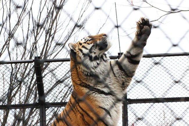 大森山動物園は、王者の森の猛獣たちも魅力的です！<br />アムールトラやシンリンオオカミもまんまタイムがあるのでぜひ見たいと思っていました。<br />でも、レッサーパンダの午前中のまんまタイムが終わってから、すぐに移動しないと間に合いません。<br />まんまタイムの飼育員さんのトークはたいてい10分程度で終わりますが、その後は屋内のレッサーパンダのおやつタイムになるし、おやつの後なのでレッサーパンダたちも主食の笹を食べたり、と見どころは10分では終わりません。<br />なので、これまでは猛獣たちのまんまタイムはあきらめていました。<br />でも、今回は大森山動物園訪問も通算３度目！<br />なんとかアムールトラとシンリンオオカミのまんまタイムを見学することができました。<br /><br />園全体が思ったより空いていても、まんまタイムのようなイベントのときは人が集まるので混雑します。<br />それに相手は猛獣ですから、がっしりした檻の中にいるし、ガラス張りのところは、写真に撮ろうとすると映り込みは避けられません。<br />そして、猛獣たちがエサを食べるのは、たいてい一瞬です。<br />肉食の猛獣たちは、レッサーパンダたちがリンゴを食べるときのように、ぺろぺろ噛み噛みしながら食べるのではなく、エサに飛びつくときは敏捷さが勝負で、骨のない肉なら丸呑みしてしまうからです。<br />だから、その様子を見学できるだけでも良しとしよう、写真はうまく撮れなくてもしょうがないだろう、と期待しすぎないようにしていました。<br />とはいえ、やはり期待してしまうものです。<br />でも、今回は、常連さんと思える方が、まんまタイムのときに写真が撮りやすそうな位置で待機しているのに気付きました。<br />なので、初めてでどのように給餌されるか分からなかった私でも、常連さんのそばで待機することで、思ったより良いポジションで撮影ができたと思います。<br />見やすいポジションと写真を撮りやすいポジションはやはり違いました。<br /><br />成長したやんちゃ盛りのレッサーパンダの子どもたちに再会したくて、５ヶ月ぶりに訪れた今回の大森山動物園。<br />子どもたちが屋外展示場で見やすく、写真が撮りやすいところにいて、２度のまんまタイムでも母子が主役でしたから、前回よりも短い時間でたくさん見学・撮影ができました。<br />それに、前回訪問時と違って雨にはほとんど降られずにすんだので、園内も移動しやすかったです。<br />おかげで、レッサーパンダ以外の動物たちの写真も思ったより撮る機会がありました。<br />その写真は２つの旅行記に分けましたが、こちらの旅行記は、王者の森の猛獣たちや、キリンやゾウ、カリフォルニアアシカといった比較的大型な動物でまとめました。<br />それから、猛禽類。<br />大森山動物園が絶滅危惧種のイヌワシの繁殖に取り組んでいることは、前回見学後にNHK「ダーウィンが来た」で知り、見学し損ねたのを残念に思ったので、今回は見逃さないようにしました。<br /><br />＜成長した子パンダに会いたくて、試練を乗り越えた大森山動物園５ヶ月ぶりの再訪の旅行記のシリーズ構成＞<br />□（１）自宅から片道約５時間かけて秋田入り＆再びドーミーインホテルに前泊＆駅弁グルメとおみやげ編～鳥インフルエンザの試練を乗り越えた森山動物園と園内動物アートめぐり<br />□（２）レッサーパンダ特集：双子の子パンダ・ケンタくんと小百合ちゃん元気一杯！～ユウタじいちゃんとゆりママの３世代展示＆毛並みが乱れてケモノのようだったケンシンくん<br />■（３）王者の森の猛獣たち＆大型動物編：アムールトラとオオカミのまんまタイム見学！～大森山動物園が繁殖に取り組む絶滅危惧種のイヌワシも忘れずに<br />□（４）癒やしの小型動物＆ふれあいコーナー編：大森山動物園応援企画のカピバラ湯っこ＆カワウソのわらびちゃん＆笑いを誘う日向ぼっこワオギツネザルに赤ちゃん仲間入り<br /><br />大森山動物園の公式サイト<br />http://www.city.akita.akita.jp/city/in/zoo/default.htm<br /><br />＜タイムメモ＞<br />【2017年４月８日（土）】<br />17:00頃　自宅を出る<br />18:13　大宮駅着<br />18:46　大宮駅発の新幹線こまち31号に乗車<br />22:07　秋田駅着（実際の到着は22:15頃）<br />22:30頃　こまちの湯ドーミーイン秋田ホテルにチェックイン<br />22:35-22:45　ホテル無料の夜鳴きそばの夜食<br />（提供時間は21:30-23:00なので部屋に入る前に）<br /><br />【2017年４月９日（日）】<br />06:45　起床<br />06:50-07:05　こまちの湯・朝風呂<br />07:40-08:00　ホテルのバイキング朝食<br />（満席だったので着席まで５分待ち）<br />08:15　チェックアウト<br />08:20頃　急ぎ足で秋田駅前バスターミナルに到着<br />08:25　秋田駅発のバスに乗車（500円）<br />09:01　大森山動物園に到着<br />（私１人しか乗客がいなかったので実際は08:58頃到着）<br />（開園は通常期の09:00）<br />09:00　大森山動物園に入園<br />09:10-09:30　レッサーパンダ<br />09:30-09:40　カピバラ<br />09:50-11:10　レッサーパンダ<br />（11:00-11:10　レッサーパンダのまんまタイム）<br />11:15-11:35　アムールトラのヒロシ<br />（11:20-11:30　アムールトラのまんまタイム）<br />11:35-11:40　ピューマ<br />11:40-12:00　シンリンオオカミのシンとジュディ<br />（11:45-11:55　シンリンオオカミのまんまタイム）<br />12:00-12:05　ライオン・猛禽類<br />12:10-12:45　休憩所で写真チェック＆森のこまちでランチ休憩<br />12:50-12:55　イヌワシ<br />12:55-13:00　キリンのカンタとリンリン<br />13:00-13:05　アジアゾウ<br />13:05-13:30　中型サル<br />（ワオギツネザルに赤ちゃん）<br />13:30-13:35　フタコブラクダとカラス<br />13:35-13:45　コツメカワウソのわらびちゃん<br />13:50-14:00　カピバラ湯っこ<br />（13:30開始で30分ほど）<br />14:00-15:30　レッサーパンダ<br />（14:15-14:25　レッサーパンダのまんまタイム）<br />15:30-15:35　ふれあいコーナー<br />15:35-15:40　フンボルトペンギン<br />15:40-15:45　ホンドテン・ホンドタヌキ<br />15:45-15:50　カリフォルニアアシカ<br />15:55-16:10　王者の森の猛獣たち＆展望台<br />（ライオン・ツキノワグマ・シンリンオオカミ）<br />16:15-16:30　屋内ゾウ～ぐるっと回って正門へ<br />16:30　動物園を出る（閉園は通常期の16:30）<br />16:30-16:35　ビジターセンターの売店物色（買い物はせず）<br />（ビジターセンターの軽食レストランと売店は17:00まで営業）<br />16:47　秋田駅行きの最終バスに乗車<br />17:24頃　秋田駅に到着（定刻）<br />17:30-17:55　駅ビルで秋田みやげと駅弁の買い物<br />18:16　秋田駅始発こまち36号に乗車<br />21:38　大宮駅着<br />22:30頃　帰宅<br /><br />※これまでの動物旅行記の目次を作成済。随時更新中。<br />「動物／動物園と水族館の旅行記～レッサーパンダ大好き～　目次」<br />http://4travel.jp/travelogue/10744070<br /><br />※そのうち、これまでの秋田・大森山の旅行記のURL集は、この旅行記シリーズの最初の旅行記「桜開花前の春の秋田レッサーパンダ遠征（１）自宅から片道約５時間かけて秋田入り＆再びドーミーインホテルに前泊＆駅弁グルメとおみやげ編～鳥インフルエンザの試練を乗り越えた森山動物園と園内動物アートめぐり」の末尾にまとめました。<br />http://4travel.jp/travelogue/11231961<br />