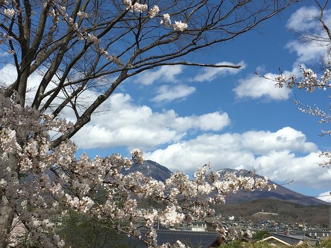  駅からハイキングを利用して懐古園に行ってきました。桜情報を確認しつつのこの日、風が凄かったけれど又それはそれで、満開の桜に桜吹雪が舞って綺麗な上に、ハイキングコースで出会った小諸の人達があたたくとても良い1日を過ごせました。