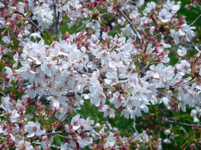 桜満開ながら曇りの昨日に引き続き、今日日曜日もあいにくの天気。午後になって雨が止みましたので、久しぶりに埼玉県の桜を見に行きました。<br />西武池袋線の所沢と飯能の中間にある稲荷山公園に久しぶりに訪れました。公園とはいえ、もの凄い多くの桜並木があり、満開の桜に感動しました。<br /><br />翌週はネット情報でまだ満開状態という吉見百穴の桜を見に行きました。少々残念ながら大分散っていましたが、残っている花びらは美しいものがありました。<br /><br />---------------------------------------------------------------<br />スケジュール<br /><br />★4月9日　自宅－（西武池袋線）稲荷山公園駅　稲荷山公園観光　－自宅　　<br />　4月16日　自宅－（自家用車）吉見百穴　桜観光　－日高　台滝不動尊観光　－自宅